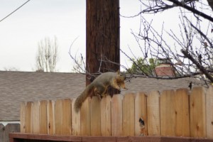 curious_squirrel