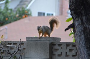 galoot_squirrel